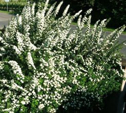     Spiraea nipponica Snowmound 